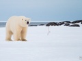 Futro niedźwiedzi polarnych jest kremowe, południowy Spitsbergen, fot. Piotr Andryszczak
