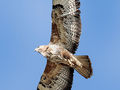 Myszołów zwyczajny. 
Fot. Andreas Trepte, źródło: http://pl.wikipedia.org/wiki/Plik:Common-Buzzard.jpg