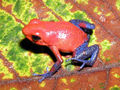 Drzewołaz karłowaty (Dendrobates pumilio)