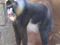 Mandryl (Mandrillus sphinx), źródło: https://commons.wikimedia.org/wiki/File:Mandrill_at_Las_Aguilas_Jungle_Park.JPG, dostęp: 10.02.2016
