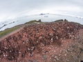 Kolonia pingwinów Adeli, Wyspa Króla Jerzego, fot. Piotr Andryszczak
