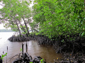Jednym z przystosowań drzew w lasach mangrowych są korzenie podporowe, dzięki którym drzewa są stabilne nawet w czasie pływów morskich.
Fot. CIFOR, źródło: flikr.com