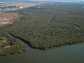 Lasy namorzynowe co roku wskutek działalności człowieka zmniejszają swoją powierzchnię.
Fot. Doug Beckers, źródło: flikr.com