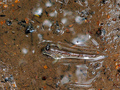 Skoczek mułowy – ryba dwuśrodowiskowa, wychodząca często na ląd, zamieszkująca lasy namorzynowe.
Fot. Berniedup, źródło: flikr.com