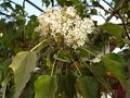 

Kwiaty
tunga molukańskiego są drobne i liczne, zebrane w szczytowe wiechy.

http://commons.wikimedia.org/wiki/File:Aleurites_moluccana_flowers.jpg
[dostęp 28 maja 2013]

