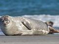 Foka pospolita.
Fot. Andreas Trepte, źródło:http://en.wikipedia.org/wiki/File:Common_Seal_Phoca_vitulina.jpg