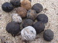 

Owoce
kukui.

Fot. Forest &amp; Kim Starr, źródło: http://commons.wikimedia.org/wiki/File:Starr_040323-0079_Aleurites_moluccana.jpg
[dostęp 28 maja 2013]

