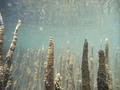 Jednym z przystosowań drzew w lasach mangrowych do życia na styku lądu i morza są korzenie oddechowe.
Fot. Witnes King Tides, źródło: flikr.com