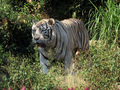 Tygrys bengalski, mieszkaniec lasów namorzynowych Bangladeszu jest gatunkiem wpisanym do Czerwonej Księgi Gatunków Zagrożonych. Lasy namorzynowe powinny podlegać ochronie także ze względu na jego ochronę.
Fot. Miguel Ranger Jr, źródło: flikr.com