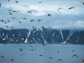 Alczyki zimę spędzają na morzu. Latem zaś gniazdują na lądzie, ale pokarm zdobywają w morzu.
Fot. Michael Haferkamp, źródło: http://en.wikipedia.org

