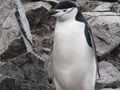 Pingwin antarktyczny