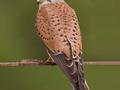 Pustułka zwyczajna.
Fot. Andreas Trepte, źródło: http://pl.wikipedia.org/wiki/Plik:Common_kestrel_falco_tinnunculus.jpg