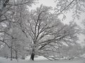 Drzewa muszą zrzucać liście, aby przetrwać zimę.
Fot. Pöllö, źródło: http://commons.wikimedia.org/wiki/File:Frosty_trees_in_winter_wonderland_Helsinki_6.JPG?uselang=pl
