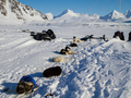Psi zaprzęg z Longyearbyen, fot. Piotr Andryszczak
