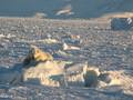 Niedźwiedź polarny z nadejściem wiosny łapy stawia coraz szerzej, aby 
lód nie załamał się pod jego ciężarem – to prosty rachunek, średniej 
wielkości niedźwiedź waży około 500 kilogramów, im szerzej rozstawi 
łapy, tym lepiej rozłoży swój ciężar. Fot. Adam Nawrot
