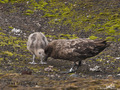 Skua falklandzka