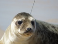 Foka szara o imieniu Cyklon, urodzona w Warszawskim ZOO, wypuszczona do Bałtyku, z widoczną na grzbiecie anteną nadajnika.
Fot. Marcin Joachim Grzegorczyk, źródło:http://pl.wikipedia.org/wiki/Plik:Foka_Szara_-_Cyklon.JPG