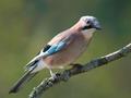 Sójka zwyczajna.
Fot. Luc Viatour, źródło: http://pl.wikipedia.org/wiki/Plik:Garrulus_glandarius_1_Luc_Viatour.jpg