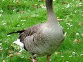 Gęgawa.
Fot. Jdforrester, źródło: http://pl.wikipedia.org/wiki/Plik:Greylag_Goose_(Anser_anser).jpg