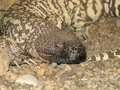 

Halodermy
to jadowite jaszczurki. Na zdjęciu haloderma meksykańska, której jad jest
nieszkodliwy np. dla bezkręgowców a stanowi zagrożenie dla kręgowców, zwłaszcza
stałocieplnych. 

Ltshearts http://pl.wikipedia.org/wiki/Plik:Mexican-Beaded-Lizard.jpg

