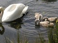 Łabędź niemy.
Fot. źródło: http://pl.wikipedia.org/wiki/Plik:Mute.swan.cygnets.750pix.jpg