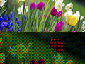 Rys.2. Dolny obraz pokazuje symulacje tego jaki wynikowy obraz otrzymano by po użyciu filtra Bayera bez dalszej obróbki przez algorytmy aparatu. Na górnym obrazku znajduje się efekt końcowy interpolacji algorytmami jakich używają współczesne aparaty cyfrowe. (rys. Anita Martinz/wikimedia)