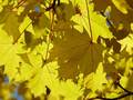 Zanim drzewa zrzucą liście z liści znika chlorofil, czyli barwnik, który
 nadaje im zielony kolor i dzięki któremu zachodzi proces fotosyntezy.
Fot. AKH