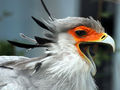 

Pomarańczowa
skóra pozbawiona piór pozwala na utratę nadmiaru ciepła.

Fot. Keven Law&nbsp;from Los Angeles, USA, źródło: http://en.wikipedia.org/wiki/File:Secretary_Bird_with_open_beak.jpg