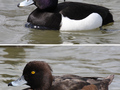 Czernica.
Fot. Andreas Trepte, źródło: http://pl.wikipedia.org/wiki/Plik:Tufted-Duck-male-female.jpg