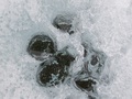 Zagłębienia kriokonitowe przez część roku są wypełnione wodą. Fot. Olejjka, źródło: http://www.national-geographic.pl/fotografia/kriokonity-ciekawe-formy-powstale-w-lodowcu, dostęp: 20.10.2015