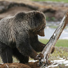 <div>W łagodne zimy samce niedźwiedzi zapadają tylko w przerywane drzemki.</div><div>Fot. YellowstoneNPS, źródło: http://www.flickr.com/photos/yellowstonenps/8652909270/, dostęp 06.03.14</div>
