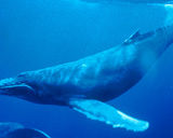 Długopłetwiec (humbak) odfiltrowuje z wody kryla i małe ryby za <br />
pomocą fiszbinów. Jak przystało na wieloryba ma niewielkie wąsiki na <br />
pysku. Źródło: <br />
http://pl.wikipedia.org/wiki/Plik:Humpback_Whale_underwater_shot.jpg