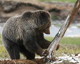 W łagodne zimy samce niedźwiedzi zapadają tylko w przerywane drzemki.Fot. YellowstoneNPS, źródło: http://www.flickr.com/photos/yellowstonenps/8652909270/, dostęp 06.03.14