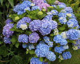 Kwiaty hortensji przybierają barwy w zależności od pH (kwasowości) podłoża, na którym rosną.Marc Ryckaert (MJJR) http://commons.wikimedia.org/wiki/File:Hydrangea_macrophylla_02.jpg