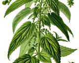 <br />
<br />
Rycina przedstawiająca pokrzywę<br />
zwyczajną http://pl.wikipedia.org/wiki/Plik:Illustration_Urtica_dioica0_clean.jpg<br />
(rycina pochodzi z książki Prof. Dr. Otto Wilhelm Thomé Flora von<br />
Deutschland, Österreich und der Schweiz 1885, Gera, Germany)<br />
<br />