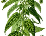 <br />
<br />
Rycina przedstawiająca pokrzywę<br />
zwyczajną http://pl.wikipedia.org/wiki/Plik:Illustration_Urtica_dioica0_clean.jpg<br />
(rycina pochodzi z książki Prof. Dr. Otto Wilhelm Thomé Flora von<br />
Deutschland, Österreich und der Schweiz 1885, Gera, Germany)<br />
<br />
