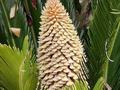 Kwiatostan męski (autor: Stan Shebs,
http://pl.wikipedia.org/wiki/Plik:Cycas_inflorescence.jpg dostęp 4.11.2013)&nbsp;