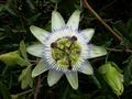 Kwiat męczennicy. Autor: Benjamin Cody, źródło: http://pl.wikipedia.org/wiki/Plik:Passiflora_caerulea_flower,_2007.jpg, dostęp 11.04.2014 r.
