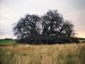 Fot. 1. Baobab Glencoe. Fot. rachel_sussman, źródło:
http://www.panoramio.com/photo_explorer#view=photo&amp;position=5&amp;with_photo_id=36667684&amp;order=date_desc&amp;user=4591735,
data dostępu 31 marca 2014 r.