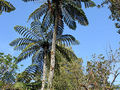 Paproć drzewiasta w stanie naturalnym. Fot.
Kahuroa, źródło:&nbsp;
http://pl.wikipedia.org/wiki/Plik:Cyathea-med2.jpg, dostęp 3 kwietnia
2014