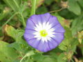 &nbsp;

Fot.
5. O 22.00 idzie spać Convolvulus tricolor czyli powój trójbarwny. Autor: Kurt
Stüber, źródło:
http://commons.wikimedia.org/wiki/File:Convolvulus_tricolor2.jpg, dostep 5 maja
2014 r.

