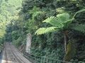 Olbrzymkowce w stanie naturalnym, fot. Earth100,
źródło:
http://commons.wikimedia.org/wiki/File:Fern_Tree_next_to_the_Peak_Tram_road.jpg,
dostęp 3 kwietnia 2014