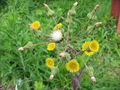 &nbsp;

Fot.
4. W południe zaczynają zamykać swoje kwiaty mlecze zwyczajne (Sonchus
oleraceus). Autor: geograph.org.uk - 717927, źródło: http://commons.wikimedia.org/wiki/File:Sonchus_oleraceus_Bluetenstand.jpg,
dostęp 5 maja 2014 r. 

