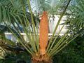 Cycas rumphii (autor: BotBln,
http://en.wikipedia.org/wiki/File:Cycas_rumphii_BotGard1105MalePlantWithCone11.JPG
dostęp 4.11.2013)