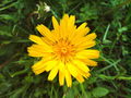 &nbsp;

Fot.
2. Otwierający kwiaty 0 3.00 kozibród łąkowy (Tragopogon pratensis). Autor: Fritzelblitz,
źródło: http://commons.wikimedia.org/wiki/File:Tragopogon_pratensis_flower.jpg,
dostęp 5 maja 2014 r.

