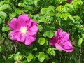 &nbsp;

Fot.
3. O 5.00 kwiaty otwierają róże pomarszczone (Rosa rugosa). Autor: Jamain,
źródło: http://pl.wikipedia.org/wiki/R%C3%B3%C5%BCa_pomarszczona#mediaviewer/Plik:Wild_flowers_at_Old_Moor_-_geograph.org.uk_-_717927.jpg,
dostęp 5 maja 2014 r.

