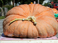 &nbsp;Największe owoce świata wytwarza dynia olbrzymia (Cucurbita maxima). Źródło: http://inhabitat.com/nyc/wp-content/blogs.dir/2/files/2011/10/worlds-largest-pumpkin1.jpg, dostęp: 23.04.2015