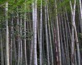 &nbsp;

Fot. 1. Las
bambusowy, autor Kamakura, źródło:&nbsp;
http://en.wikipedia.org/wiki/File:Bamboo_forest.jpg dostęp 25.11.2013 r.

