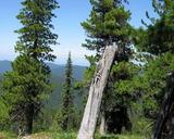 &nbsp;

Pokrój
drzew, autor: Nikolay Stepanov, źródło:
http://commons.wikimedia.org/wiki/File:Pinus-sibirica-6411_2.jpg (dostęp dnia
18.11.2013 r.)

