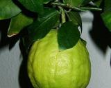&nbsp;Kwiat i owoc cytronu, autor: Klaus Reger,
źródło: http://pl.wikipedia.org/wiki/Plik:Citrus_medicus_fruit.jpg dostęp z
dnia 14.01.2012